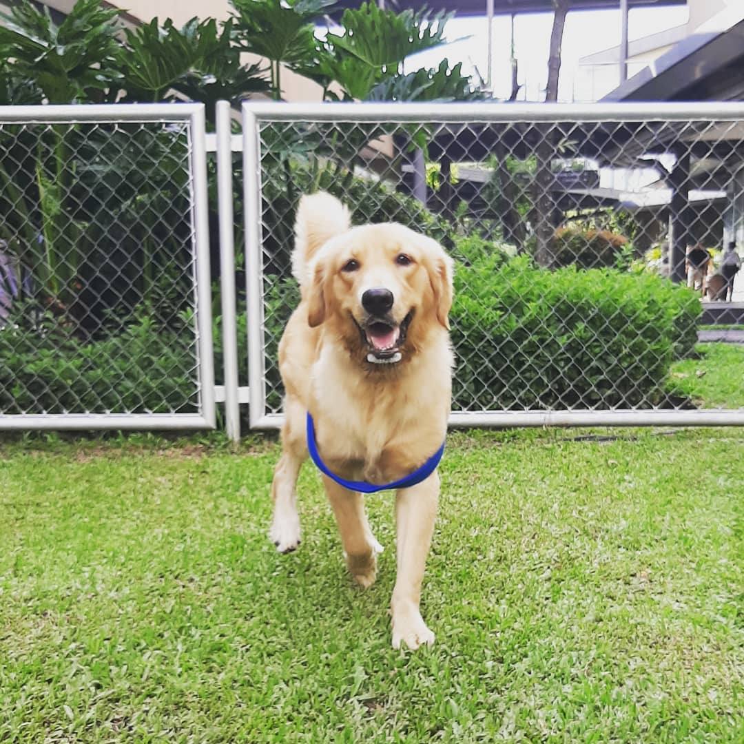 Golden Retriever