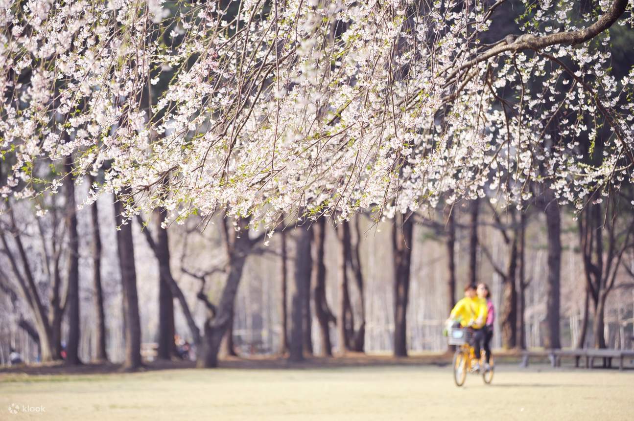 South Korea Cherry Blossom
