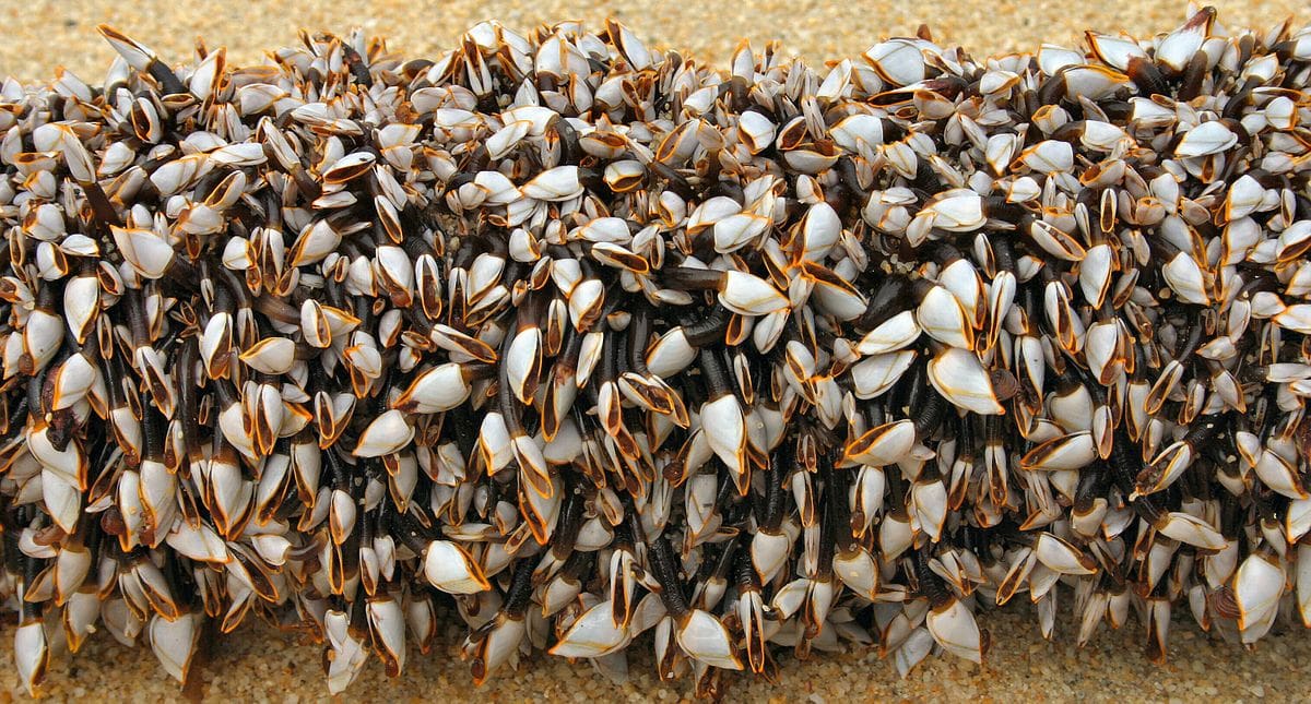 Gooseneck Barnacles