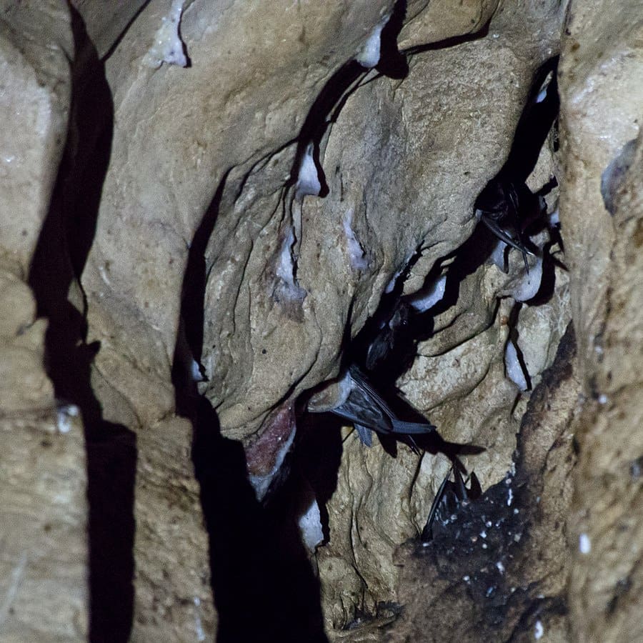 Swiftlet Nests