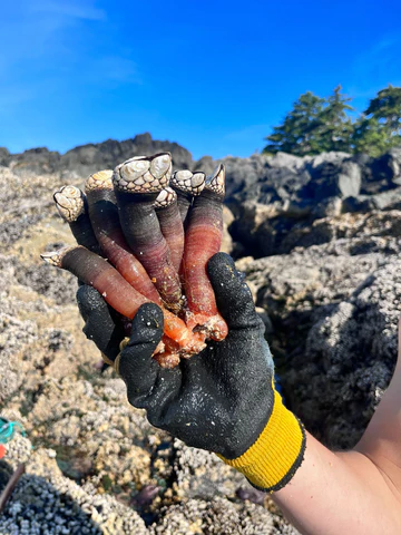 Gooseneck Barnacles