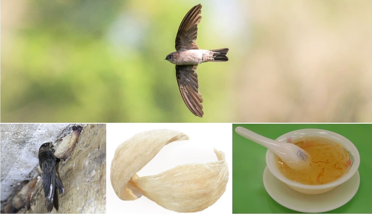 Swiftlet Nests