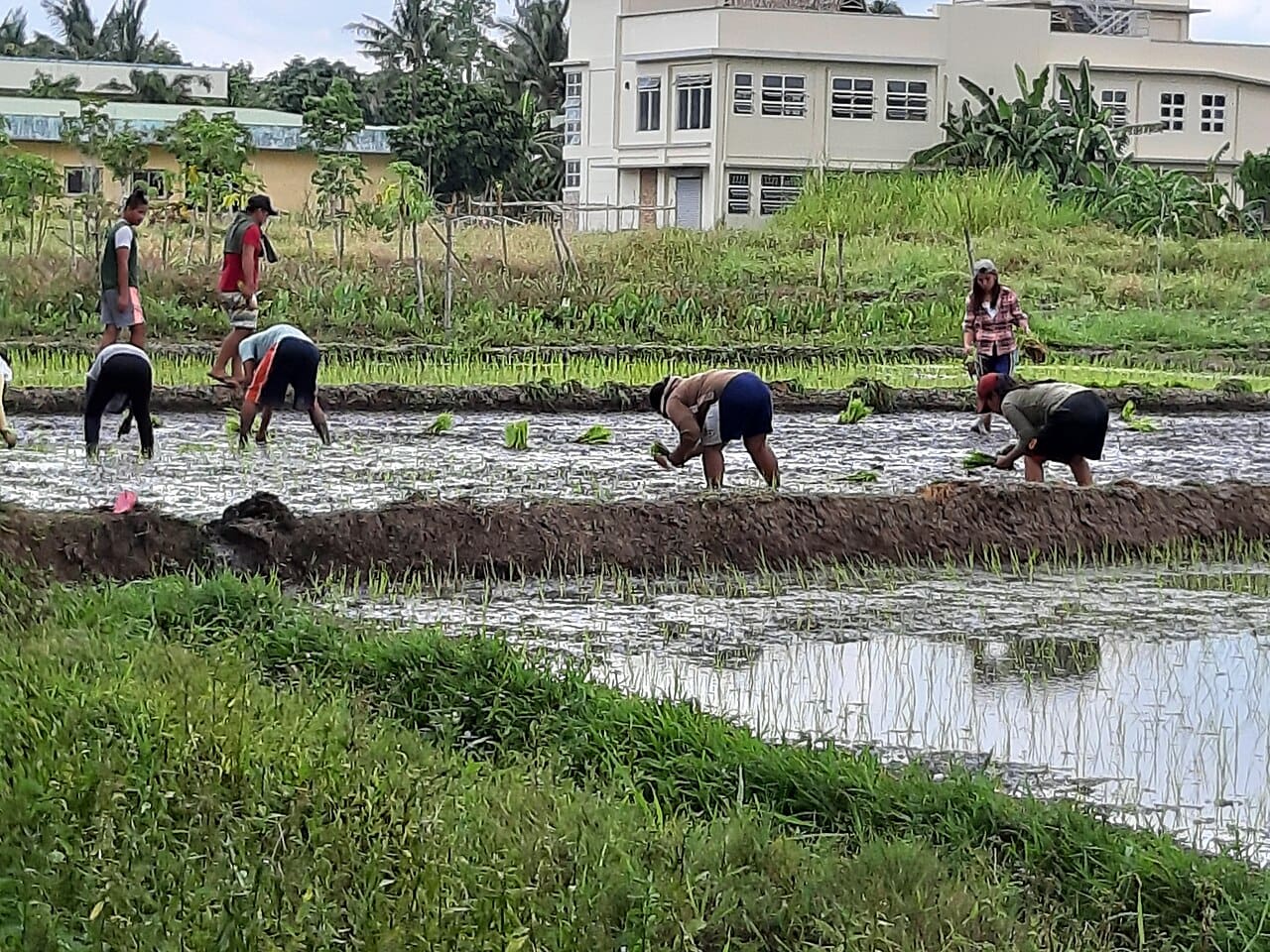 Farmers in Pili, Caminares Sur