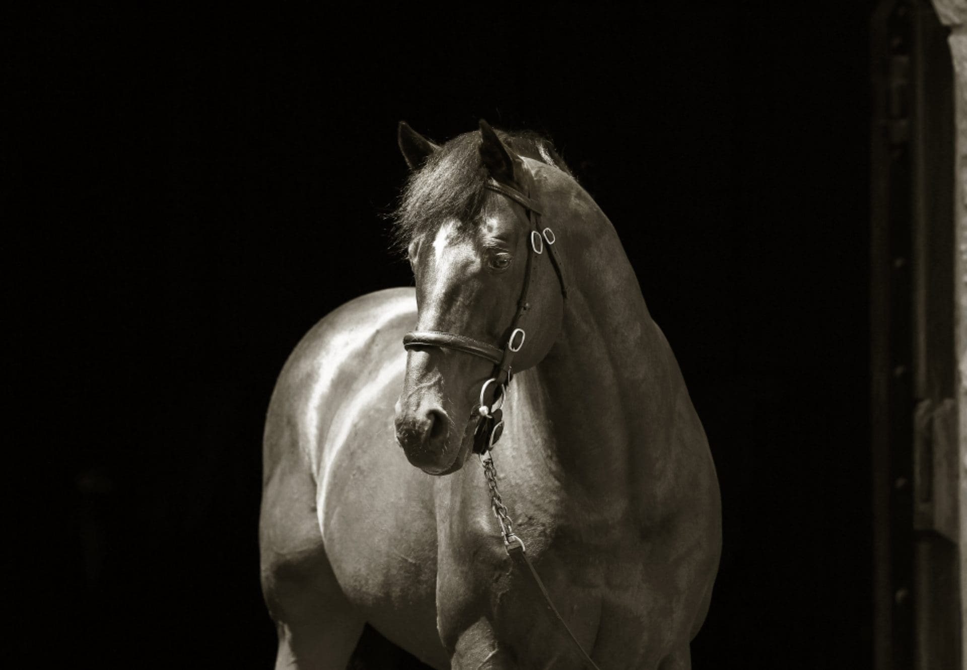 Fusaichi Pegasus