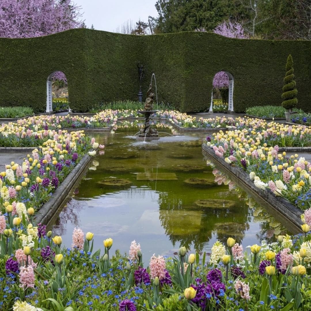 fountain lined with blooms