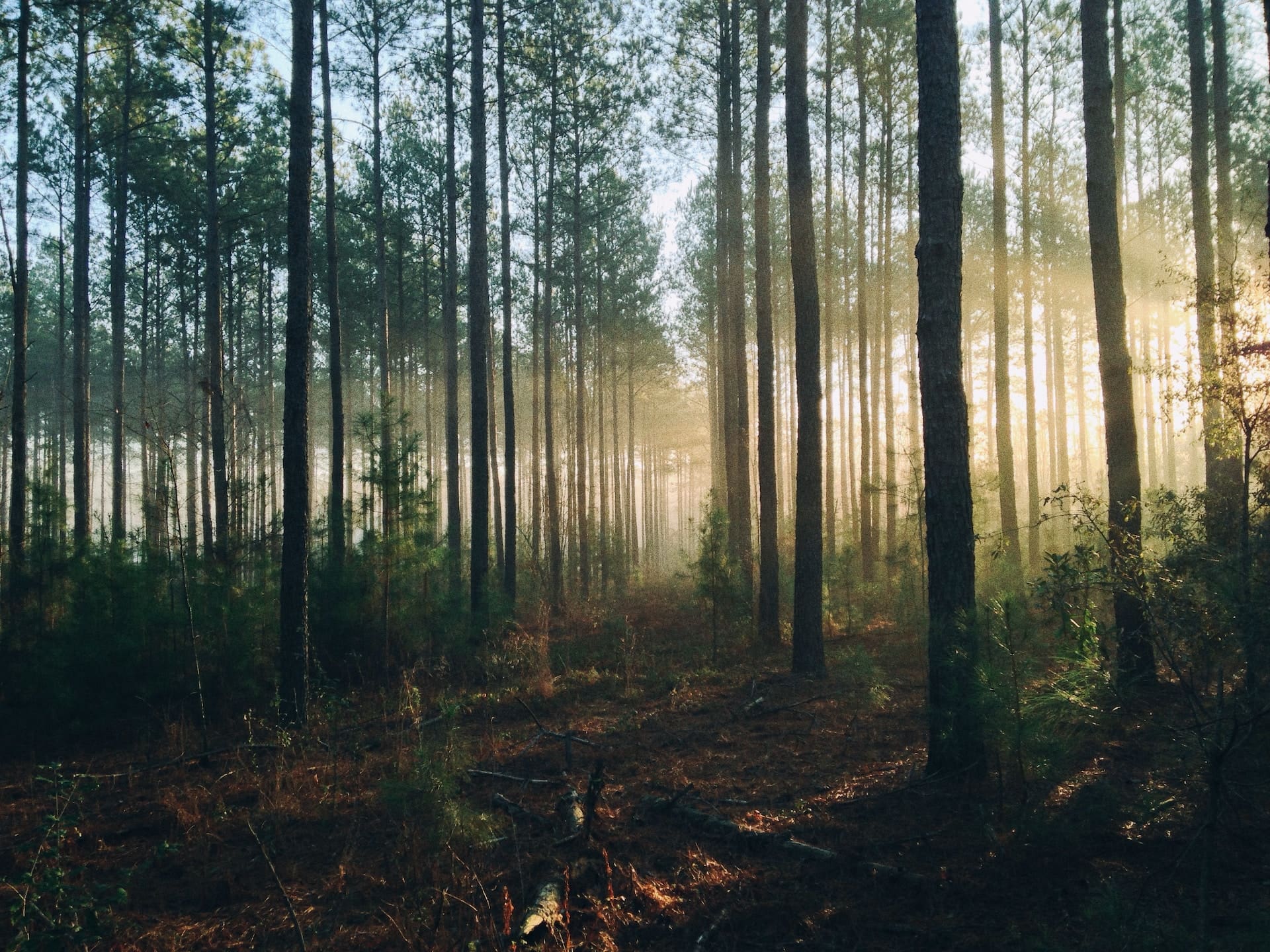 Ancient trees in the Cairo forest possessed large and complex root systems that forever changed the landscape of the earth's atmosphere