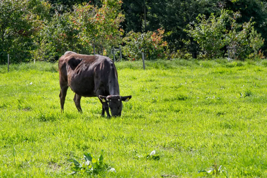 A black cow raised as Saga wagyu