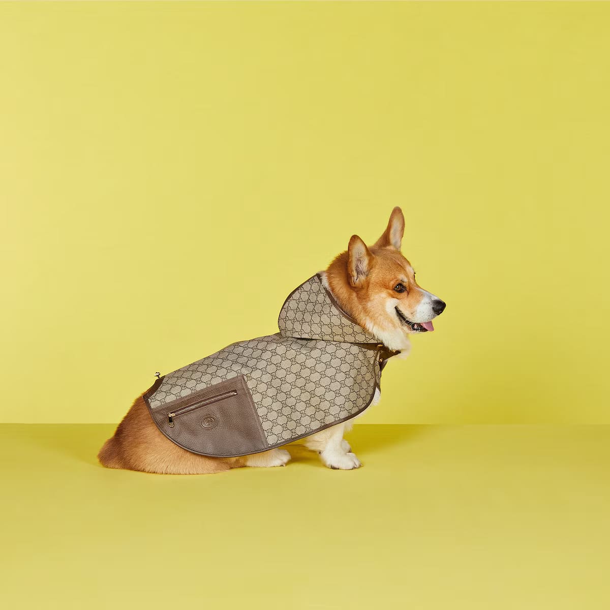 Pet GG coat