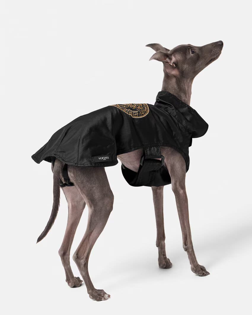 Crystal Medusa Raincoat and Allover Pet T-shirt
