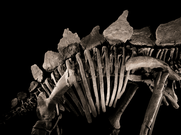 A close-up of Apex's ribs and bony plates