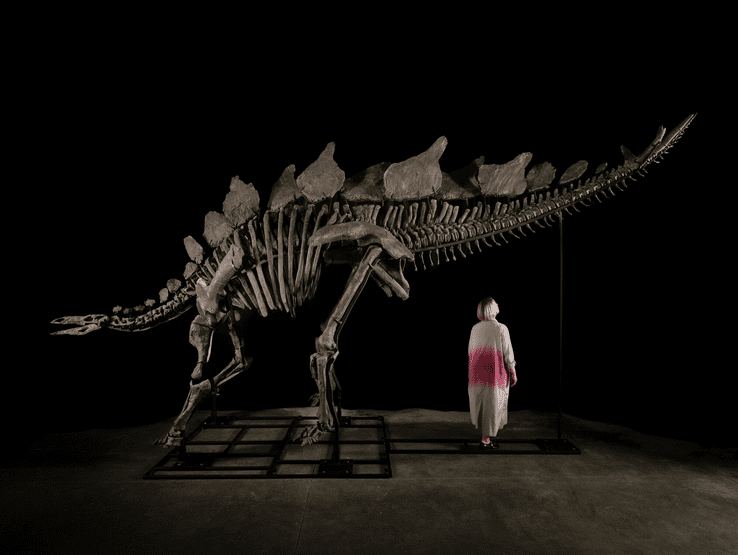 "Apex" the Stegosaurus
