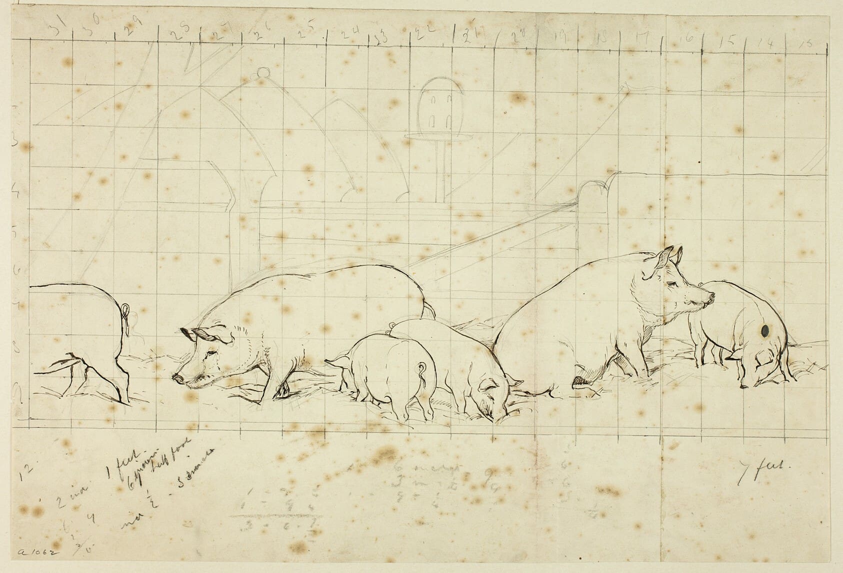 pigs