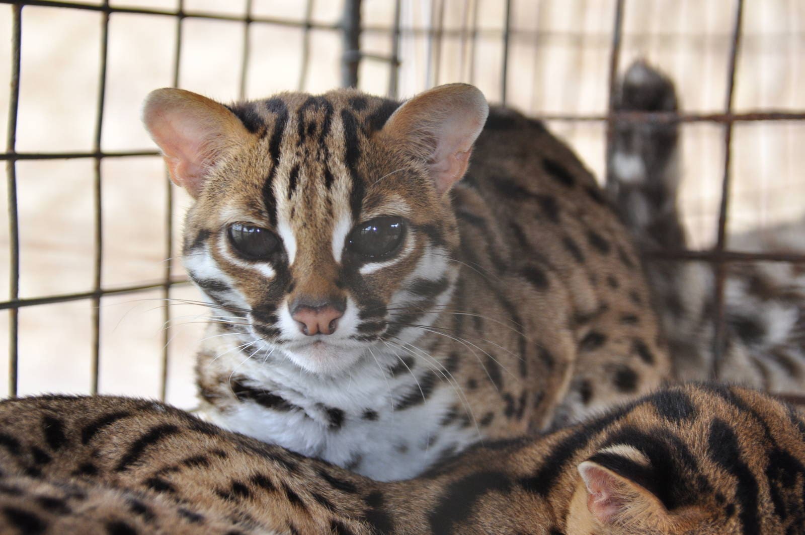 The Visayan leopard cat banknotes
