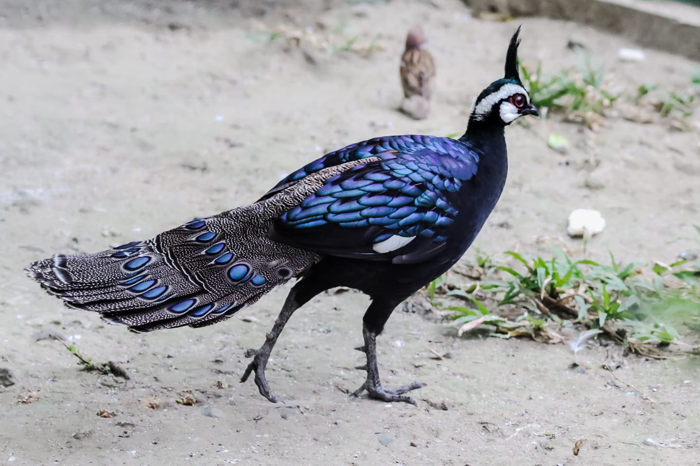 A male Palawan peacock-pheasant banknotes