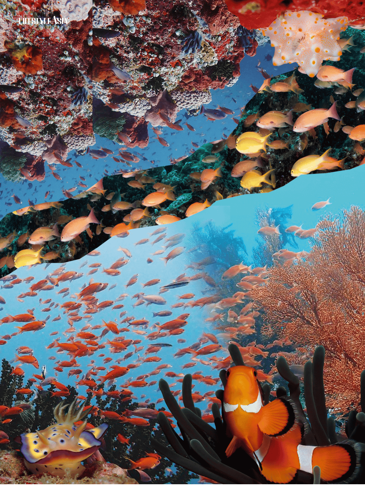 Anilao dive spots