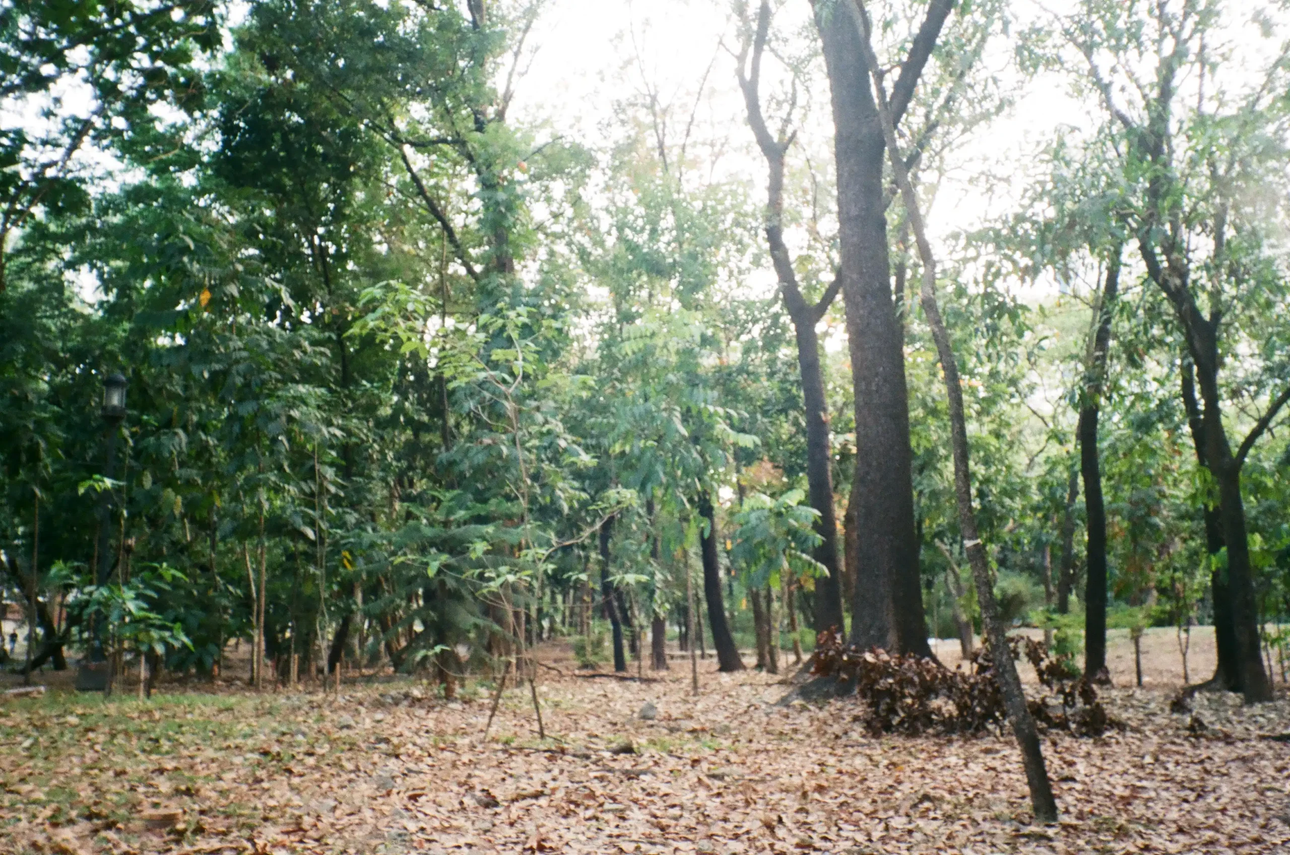 Film photography by the author, shot using Kodak ColorPlus 200 (35mm)