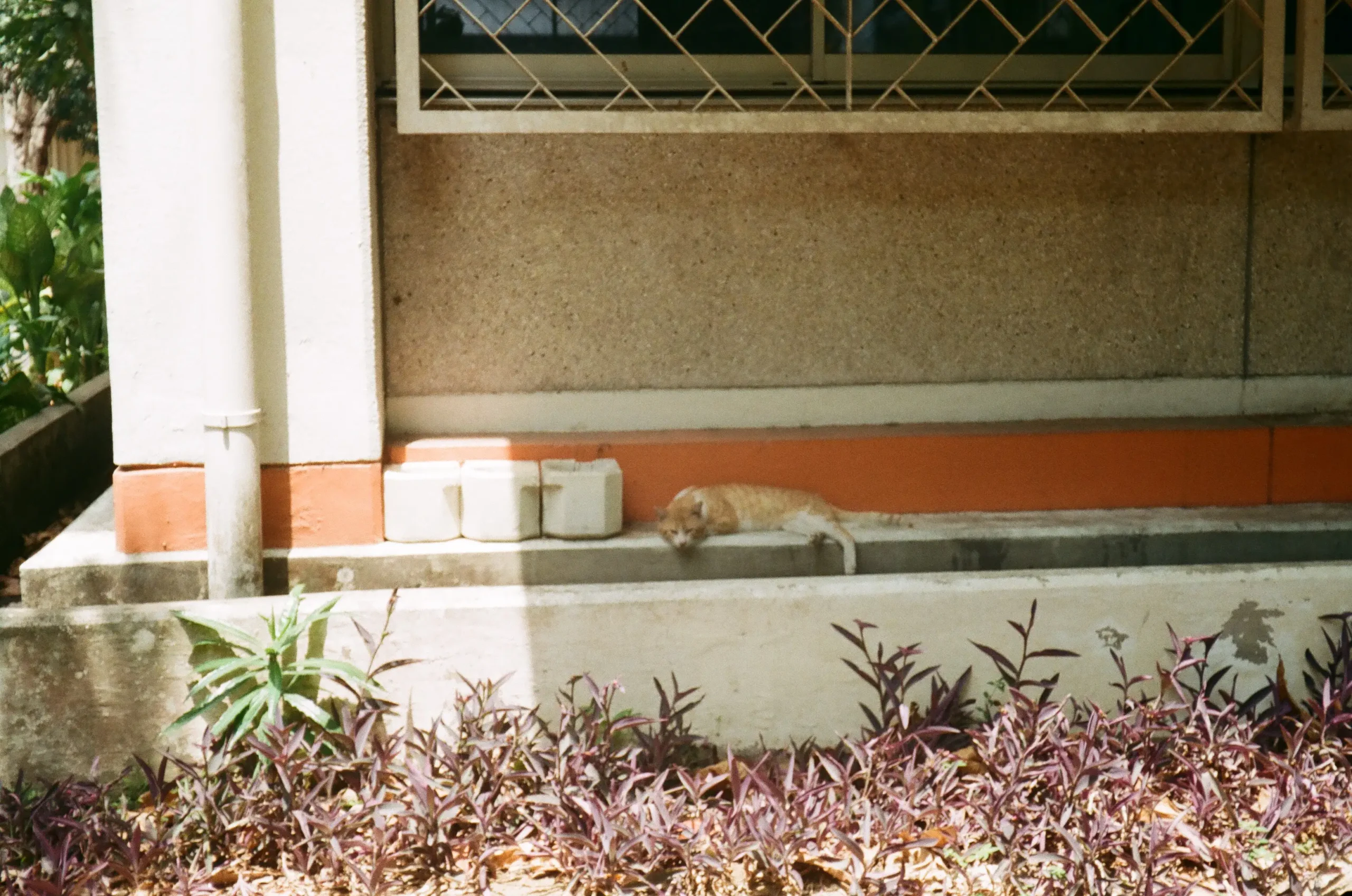 Film photography by the author, shot using Kodak ColorPlus 200 (35mm)