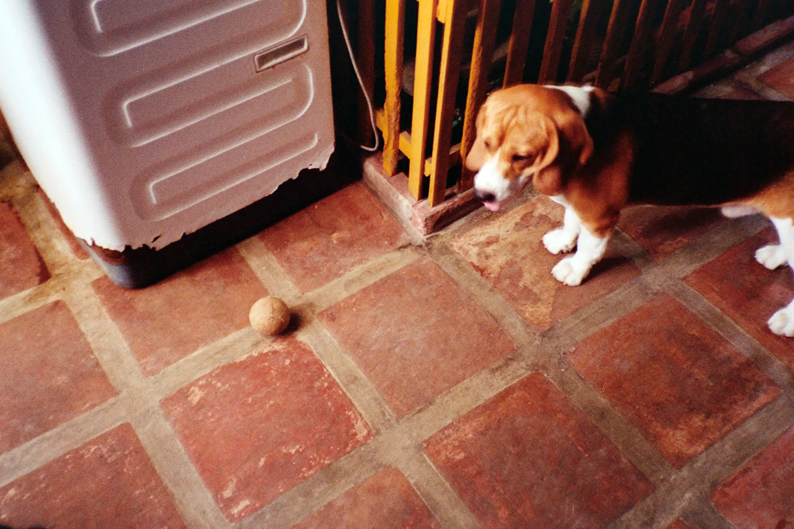 Film photography by the author, shot using Kodak ColorPlus 200 (35mm)